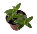 Kitten Ears Plant - Cyanotis somaliensis - 2.5" Pot