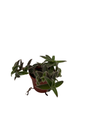 Kitten Ears Plant - Cyanotis somaliensis - 2.5" Pot