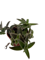 Kitten Ears Plant - Cyanotis somaliensis - 2.5" Pot