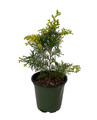 Golden Hinoke Cypress - Chamaecyparis obtusa crippsii - 4" Pot