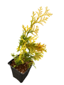 Golden Hinoke Cypress - Chamaecyparis obtusa crippsii - 4" Pot