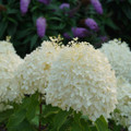 Puffer Fish® Panicle Hydrangea - Hydrangea paniculata - 4" Pot