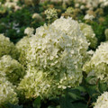 Puffer Fish® Panicle Hydrangea - Hydrangea paniculata - 4" Pot