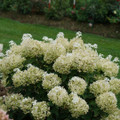 Puffer Fish® Panicle Hydrangea - Hydrangea paniculata - 4" Pot