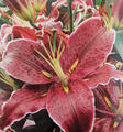 Sixth Sense Oriental Lily 2 Bulbs 16/18 cm - NEW - Deep Magenta!