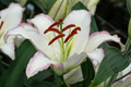 Hotline Oriental Lily - 2 Bulbs - White with Pink Edge- 16/18 cm