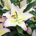 Hocus Pocus Oriental Lily - 2 Bulbs 16/18 cm Bulbs - NEW