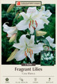 Casa Blanca Oriental Lily - 2 Bulbs 16/18 cm - Dazzling White!