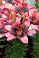 Trendy Santo Domingo Asiatic Lily 3 Bulbs - 14/16cm Bulbs - NEW