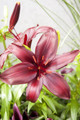 Monte Negro Asiatic Lily 3 Bulbs 14/16cm - Rich Red/Glossy Leaf