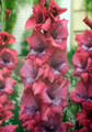 Lumierre Large Flowering Gladiolus 10 Bulbs - 12/14 cm
