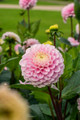 Wizard of Oz Pompon Dahlia - #1 Size Root Clump - Soft Pink!