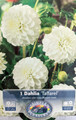 Taffarel Pompon Dahlia - #1 Size Root Clump - Elegant Ivory!
