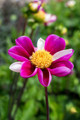Smarty Collarette Flowered Dahlia - #1 Size Root Clump - Purple & White
