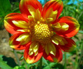 Pooh Anemone Flowered Mignon Dahlia #1 Size Root Clump - NEW! - Vivid Orange