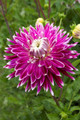 Avignon® Giant Dinnerplate Dahlia - 1 Top Size Root Clump