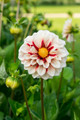 Fire and Ice Anemone Flowering Dahlia - #1 Size Root Clump - Bold Pattern