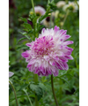 Que Sera Anemone Flowering Dahlia - #1 Size Root Clump - New