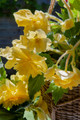 Pendula Yellow Begonia 2 Bulbs - 5/6cm Bulbs - Great in Hanging Baskets