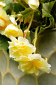 Pendula Yellow Begonia 2 Bulbs - 5/6cm Bulbs - Great in Hanging Baskets