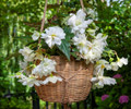 Pendula White Hanging Begonia - 2 Bulbs - 5/6 cm