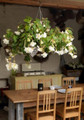 Pendula White Hanging Begonia - 2 Bulbs - 5/6 cm