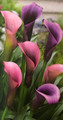 Pasja Calla Lily Bulb 14/16 cm Bulb - Grow Indoors or Out