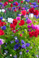 De Caen Anemone Windflower Mix - 15 Bulbs - Very Hardy! - 8/+cm Bulbs