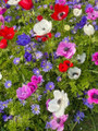 De Caen Anemone Windflower Mix - 15 Bulbs - Very Hardy! - 8/+cm Bulbs