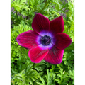 Bordeaux Anemone Windflower - 10 Bulbs - 4/5 cm Bulbs - NEW
