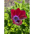 Bordeaux Anemone Windflower - 10 Bulbs - 4/5 cm Bulbs - NEW
