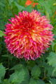 Myrtle's Folly Fubuki Dahlia - Dinnerplate Fimbriata Flower - #1 Size Root Clump