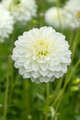 Karma Serena Decorative Dahlia - White/Pale Yellow - 1 Top Size Root Clump