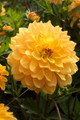 Karma Gold Decorative Dahlia - 1 Bulb Clump - Bright Golden Yellow