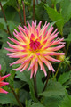 Karma Sangria Cactus Dahlia - Yellow/Pink BiColor - #1 Size Root Clump