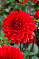 Karma Amora Decorative Dahlia - 1 Bulb Clump - Deep Red - NEW