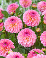 Ilse Giant Ball Dahlia - 1 Root Clump - Pretty Pink! - #1 Size