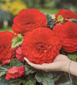 Crispa Red Dinner Plate Begonia - 2 Bulbs 5/6cm - Double Red Blooms