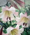 Eastern Moon Giant Hybrid Lily 2 Bulbs - 16/18 cm - Silver Pink - NEW
