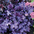 Forever Purple Coral Bells - Heuchera - Shade Perennial - 4" Pot