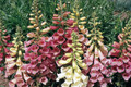 Foxy Foxglove Mix - Digitalis Perennial Plant - 4" Pot