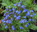 Blue Angel Forget Me Not Perennial Plant - Anchusa - 4" Pot