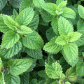 Lemon Balm Perennial - Melissa officinalis - 2.5" Pot