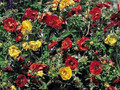Fireball Perennial Cinquefoil - Potentilla atrosanguinea - 4" Pot