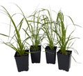4 Pink Pampas Grass Plants - Cortaderia selloana rosea - 2.5" Pot