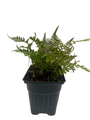 Jurassic Gold Wood Fern - Dryopteris wallichiana - 4" Pot