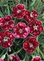 Mountain Frost™ Ruby Glitter Dianthus - Fragrant Perennial - 2.5" Pot