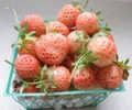 Flamingo Strawberry Plant - 4" Pot - June-bearing