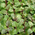 Berries & Cream Mint - Grow Indoors or Out - 3" Pot