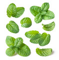Berries & Cream Mint - Grow Indoors or Out - 3" Pot
